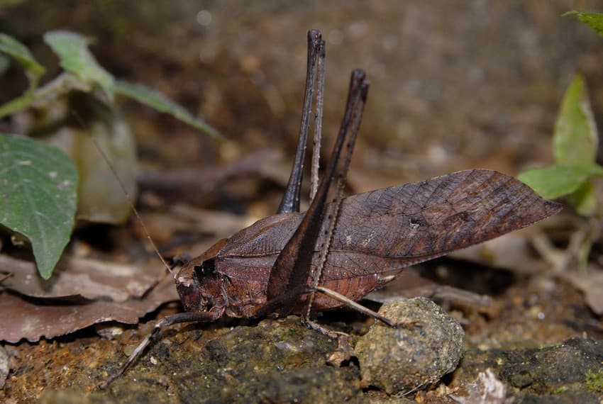 The multi-tier strata of Periyar teems with insects of every shape, size and colour. Some like the black-tipped forest glory Vestalis apicalis (first from top), a large species of damselfly, and the katydid nymph of the Family Tettigoniidae (second from top) use camouflage to avoid undue attention from predators, while others such as these leafhoppers belonging to the Family Cicadellidae (third from top) and the seed bug from the Family Lygaeidae (fourth and fifth from top) use bright colours to announce their distastefulness. The colour red is associated with danger and is effective against bird predators.