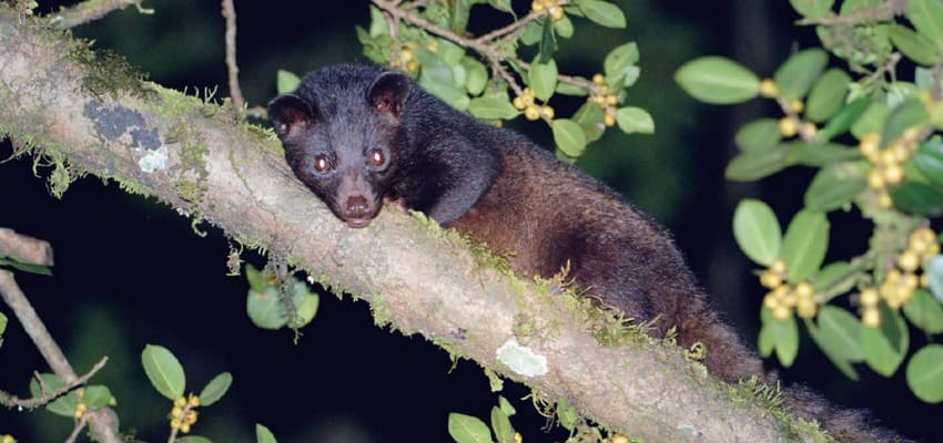 Habitat fragmentation and poaching are the principal threats to the Jerdon’s palm civet or brown palm civet Paradoxurus jerdoni. Classified as threatened by IUCN’s Red Data List, this fruit eater will also gladly take insects, rodents and birds.