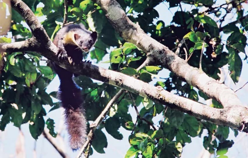 The rarely seen Nilgiri marten Martes gwatkinsii is larger than its yellow-throated Himalayan cousin and prefers to hunt in trees, though it is not averse to preying on rodents, insects and other small animals, including mouse deer on the forest floor.