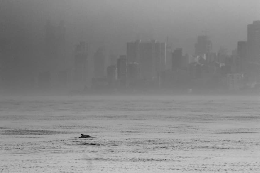 An Indian Ocean humpback dolphin breaks surface against Mumbai’s coastal cityscape. Dolphin communication is greatly hampered by noise from sea vessels and construction work.