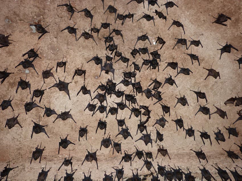 A colony of mouse-tailed bats in one of Delhi’s many ruins. Man-made noise is known to disrupt the ultrasonic signals emitted by bats.