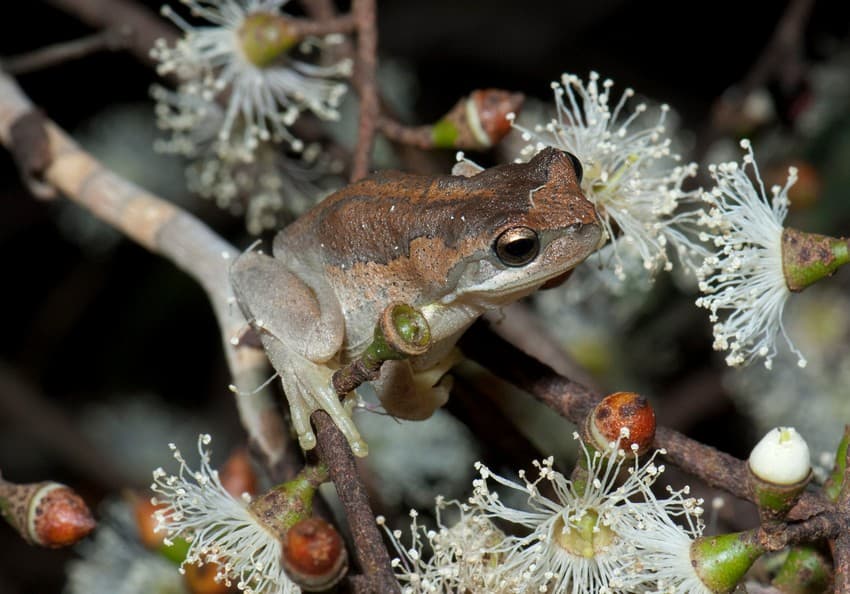 Males of the southern brown tree frog, native to Australia, studies have shown, have resorted to calling at higher pitch than normal in response to heavy traffic noise.