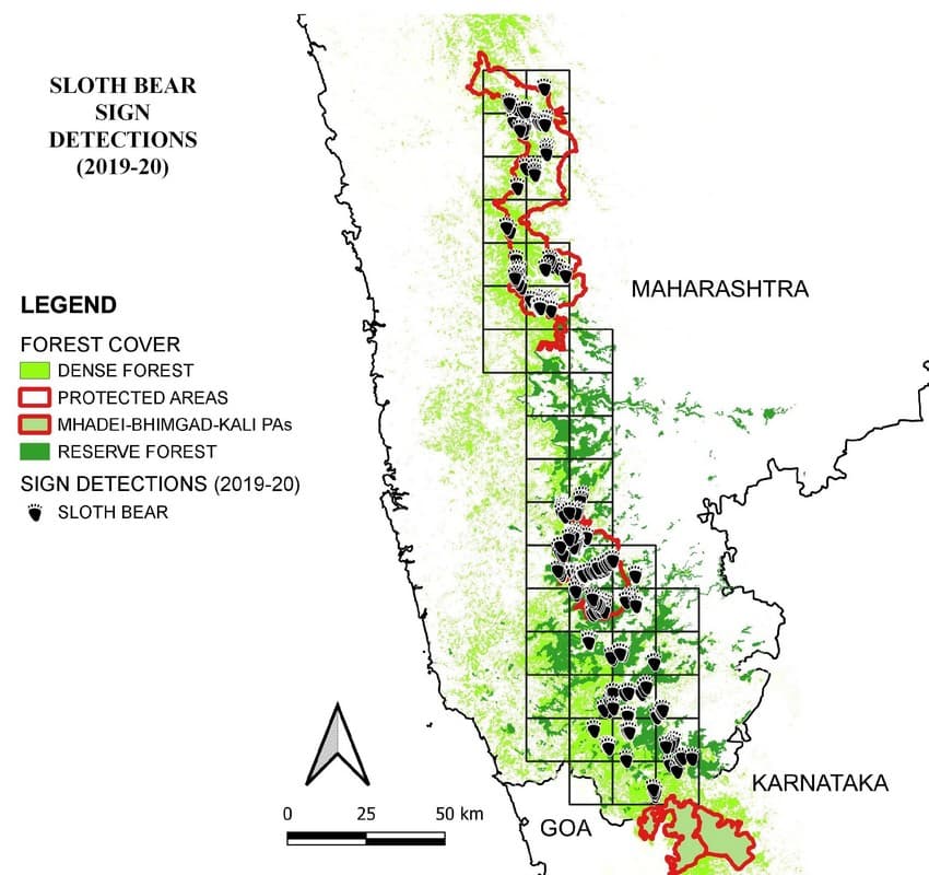 The sloth bear likely occurs in two sub-populations in the Sahyadri-Konkan landscape: one sub-population in the Sahyadri Tiger Reserve and the other in the Radhanagari Wildlife Sanctuary and further south. No bear signs were detected in approximately 50 km. of the corridor between these two PAs in 2019-20.