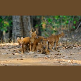 The newly proposed Conservation Reserves will protect almost 870 sq.km. of corridor habitat in the Sahyadri-Konkan landscape