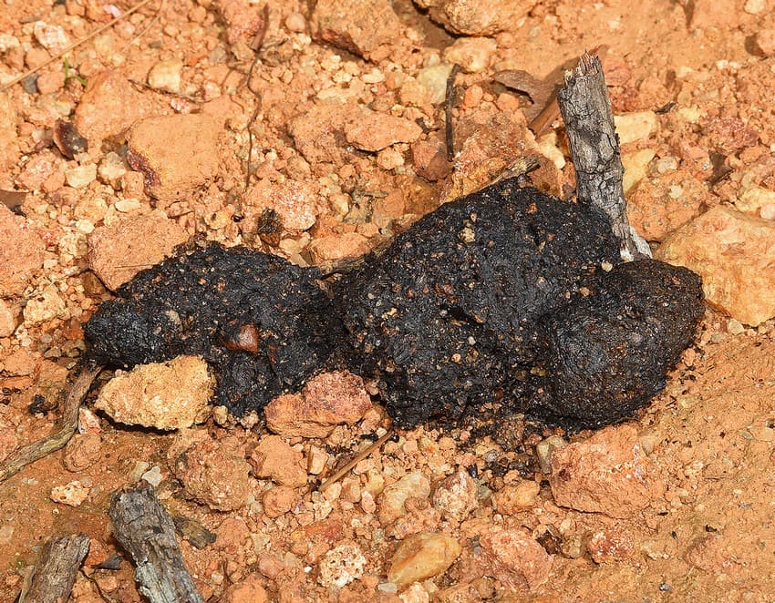 A sloth bear dropping, containing the exoskeletons of ants and other insects, impregnated with large quantities of soil.