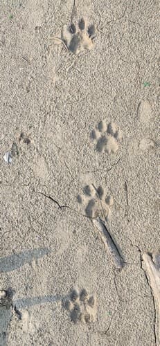 Tiger pugmarks on river sand in one of the last remaining tiger habitats in the Sahyadri- Konkan landscape.