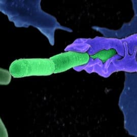 Awakening of the Frozen Deadly: Anthrax bacteria (green) being swallowed by an immune system cell.