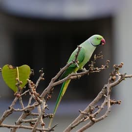 City trees provide food and shelter to myriads of life-forms that enrich our lives with their presence – birds, butterflies, bats, squirrels, and innumerable invertebrates. We are beginning to lose these beautiful neighbours to our indifference.