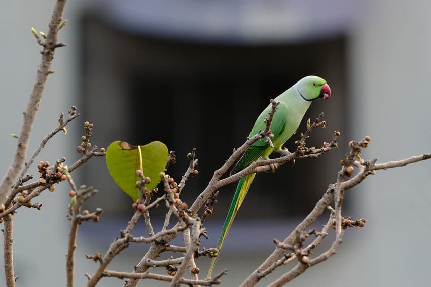 City trees provide food and shelter to myriads of life-forms that enrich our lives with their presence – birds, butterflies, bats, squirrels, and innumerable invertebrates. We are beginning to lose these beautiful neighbours to our indifference. 