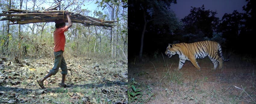 A local collecting fuelwood from the forest (left) and a tiger (right) caught on WCT’s camera traps in the Brahmpauri Forest Division, Chandrapur district, Maharashtra. Human-tiger conflict is an escalating problem in this region.