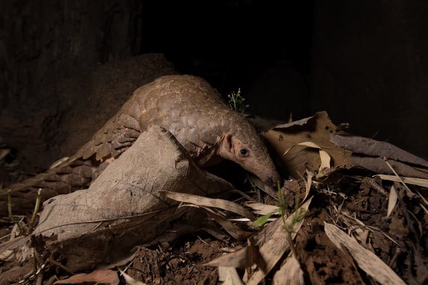 An Indian pangolin photographed in central India. Pangolins are among the most imperiled species in the world. They are heavily poached for their scales and meat for the brutal wildlife trade.