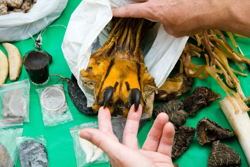 Tiger parts such as paws and teeth being illegally sold at a black market in Myanmar. Body parts of tigers and such other endangered and rare wildlife are in huge demand, especially in certain Asian countries, largely for unscientific use in traditional Chinese medicine.