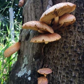 Trees communicate with each other over a sophisticated roots-mycorrhizal fungi network through chemicals and exchange of nutrients.