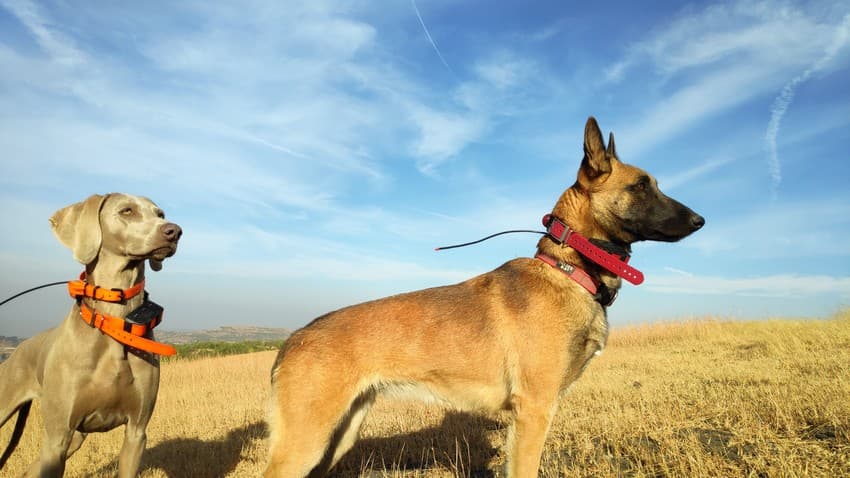 Canine-aided conservation work is an emerging domain, and holds immense promise. These trained dogs can help monitor large landscapes, assess corridor connectivity, study animal movement and genetic diversity, and a lot more.