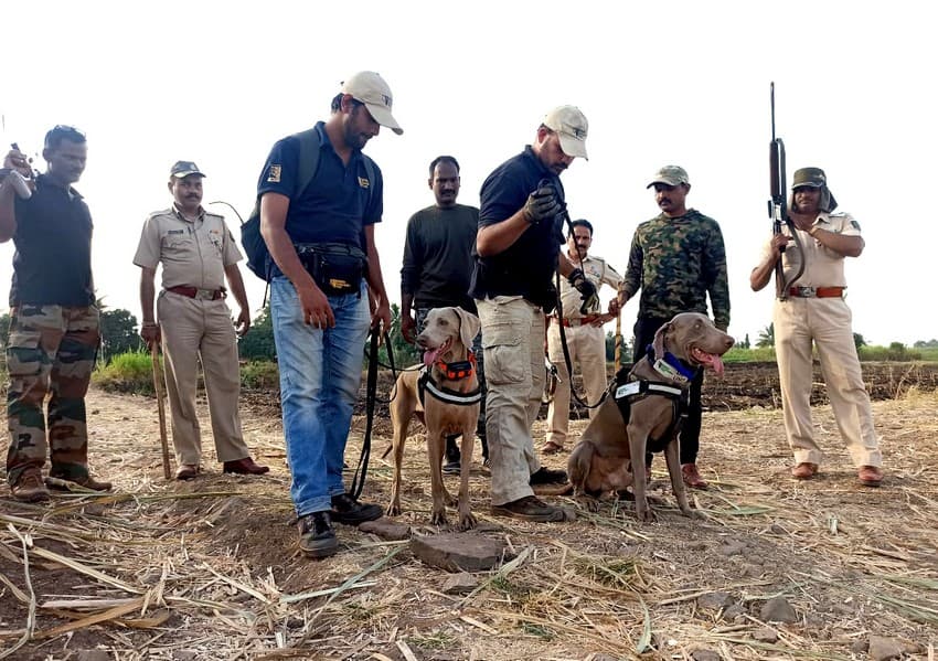 Conservation dogs ready to track a leopard that had entered a human-dominated landscape.