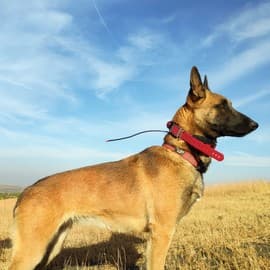 Conservation dogs act as force multipliers and help different teams carry out their conservation interventions more efficiently.