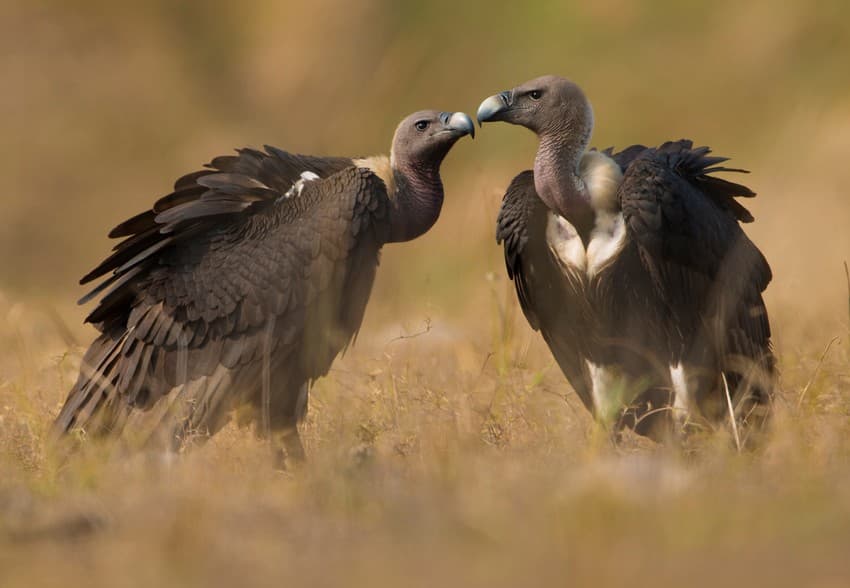 White-rumped Vultures nearly went extinct in India in the 1990s due to the consumption of the toxic Diclofenac drug traces in the cattle carcasses they scavenged on.