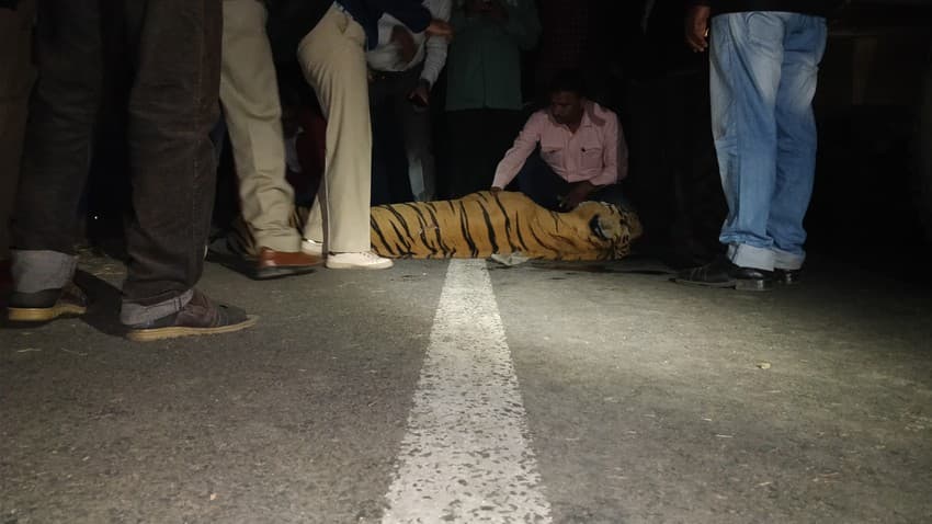 The Curious Case of India’s Wildlife Corridors: Eight-year-old Bajirao, a male tiger in Maharashtra’s Bor Tiger Reserve, was killed along the National Highway-6 after being hit by a speeding vehicle in 2017.