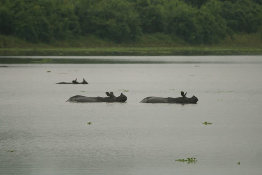 Greater one-horned rhinos caught in a flood in Kaziranga National Park seek high ground in the Karbi-Anglong Hills to the south of the park.