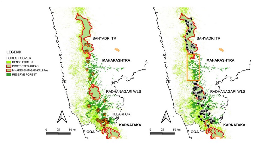 Upon looking closely at these two comparative maps of detections of tiger (left) and sloth bear (right) signs along the Sahyadri-Konkan Corridor, you will notice that there are no bear signs between Sahyadri TR and Radhanagari Wildlife Sanctuary. This shows that the sloth bear population in Sahyadri is isolated from the population down south, indicating the species sensitivity to habitat fragmentation.