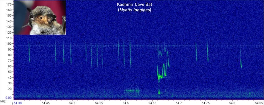 This spectrogram of a Kashmir Cave Bat recording shows a social call - a call that this bat is using to communicate with its peers (unfortunately, we don't know the exact context behind the call). But, there's something else worth appreciating in the spectrogram. Do you see that the call looks 'dotted'? That's because this bat hunts over water, so the sound first bounces off the ripples and then reaches the detector!