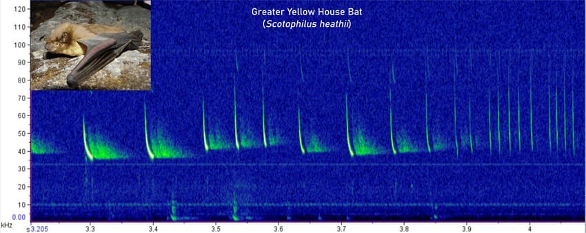 The above spectrogram of a greater yellow house bat recording shows what is called a "feeding buzz". When the bat tries to hunt an insect, it first calls slowly emitting sound out in all directions. Upon locating an insect prey, it increases the speed at which it calls and that creates a buzz.