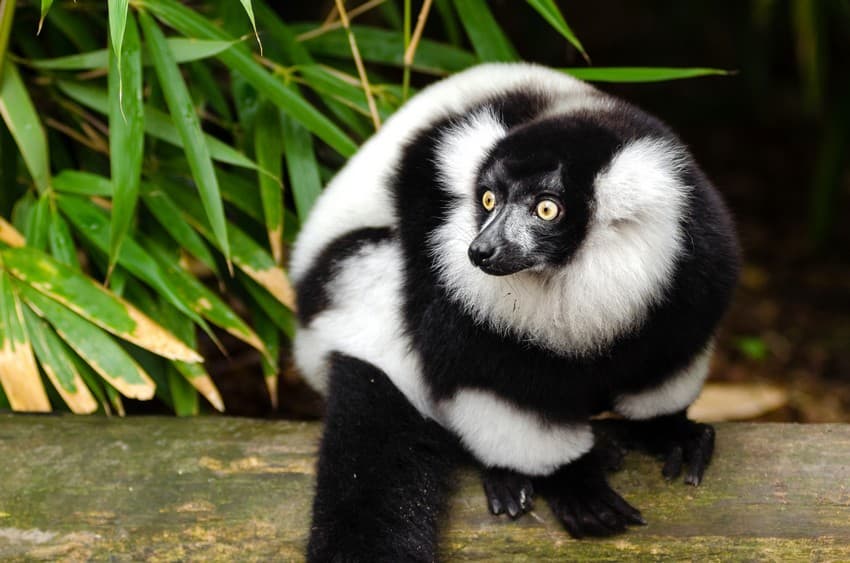 Black-and-white ruffed lemur, native to Madagascar, was one among several endangered exotic species declared to be in illegal possession of thousands of individuals in India in the recent voluntary disclosure demanded by the GOI.