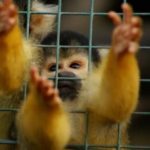 Why India Needs Stronger Laws to Protect Exotic Species on its Soil - Regulating the Burgeoning Pet Trade in the Country