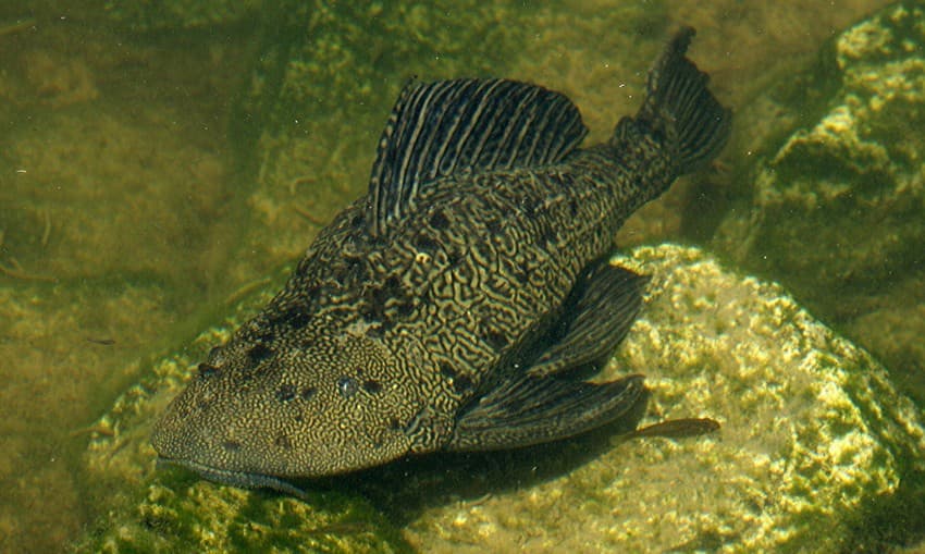 The suckermouth sailfin catfish (Pterygoplichthys spp.) native to South America, has invaded freshwater aquatic systems in and India and several other countries, owing to the ornamental fish trade.Credit: J.N. Stuart_ CC BY-NC-ND 2.0