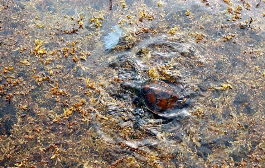 A juvenile green sea turtle amid pelagic Sargassum. [Photo by Florida Fish and Wildlife Conservation Commission's Fish and Wildlife Research Institute (CC BY-NC-ND 2.0)]