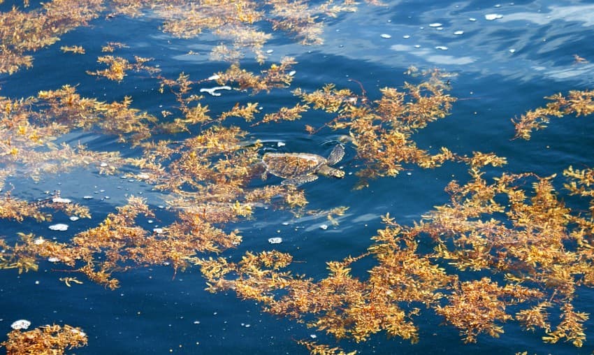 A juvenile hawksbill sea turtle amid pelagic Sargassum. [Photo by Florida Fish and Wildlife Conservation Commission's Fish and Wildlife Research Institute (CC BY-NC-ND 2.0)]