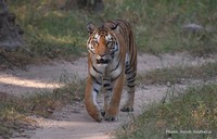 Tiger numbers low due to decline in forest cover