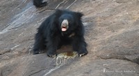 Maharashtra: 4 sloth bears, leopard drown in Chandrapur district