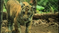 Abandoned tiger cub in Periyar reserve learns to hunt, raises rewilding hopes