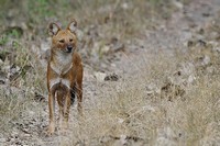 Asia's Dhole Populations At Risk Of Extinction