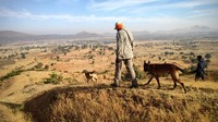 International Dog Day: Here's How Dogs are Being Trained to Help in Wildlife Conservation