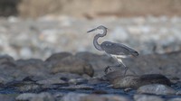 First-ever survey of white-bellied herons spells doom for these birds