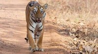 Maharashtra govt forms group to study man-tiger conflict in Chandrapur district