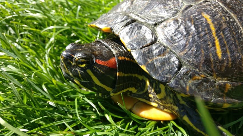 Exploding demand and the wide-spread trade in red-eared sliders for the pet market has led this turtle species to emerge as an invasive of serious concern in countries it has been introduced in, including India. Image used for representational purposes.