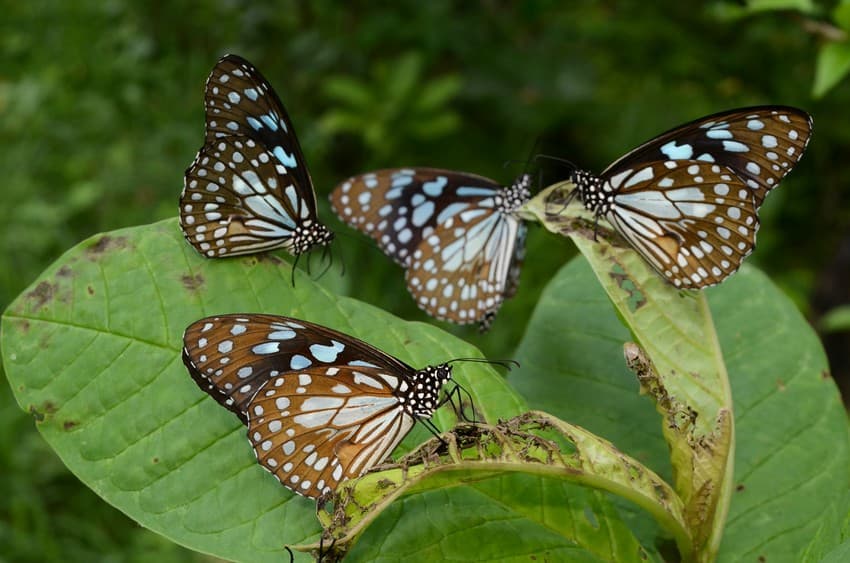 Dozens of Blue Tiger butterflies jostle for space on a few bruised leaves of rattlepod. Each square centimetre on these blackening, bleeding leaves is precious, enough for four claw-tipped legs and a proboscis. The claws scratch the leaf, the proboscis probes and sips poison.