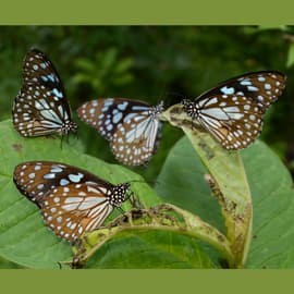 Bewildering Butterflies: Dozens of Blue Tiger butterflies jostle for space on a few bruised leaves of rattlepod, their proboscis sips poison.