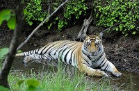 How India Is Conserving Endangered Tigers In A World Where Wildlife Is Fast-Disappearing