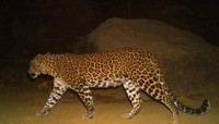 Pregnant leopard killed road accident on Mumbai’s Western Express Highway