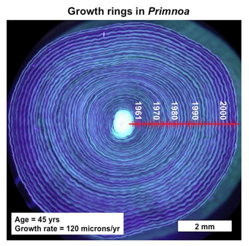 Ultraviolet light illuminates the growth rings in a cross section of a 44-year-old deep-sea coral (Primnoa resedaeformis).