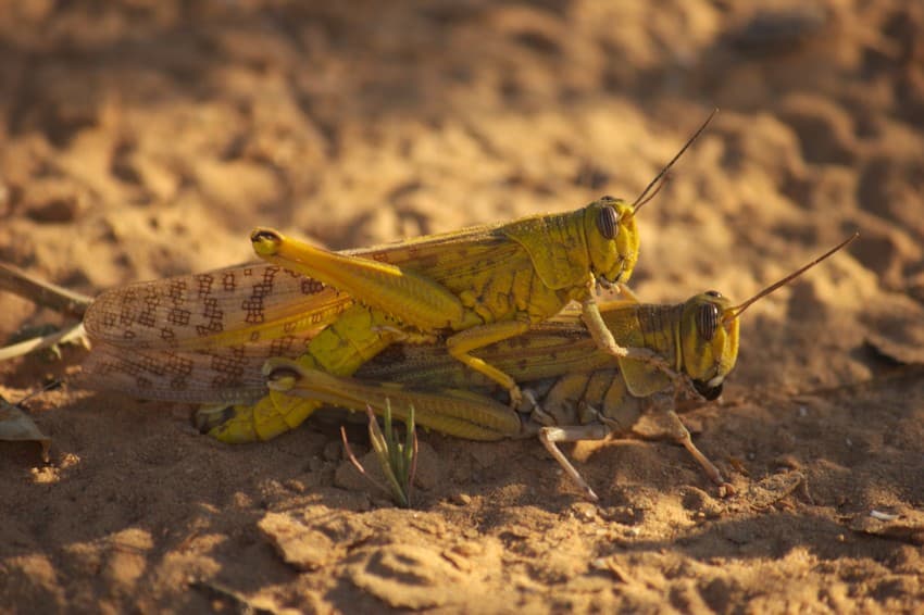 A mating pair of ‘gregarious’ desert locust individuals.