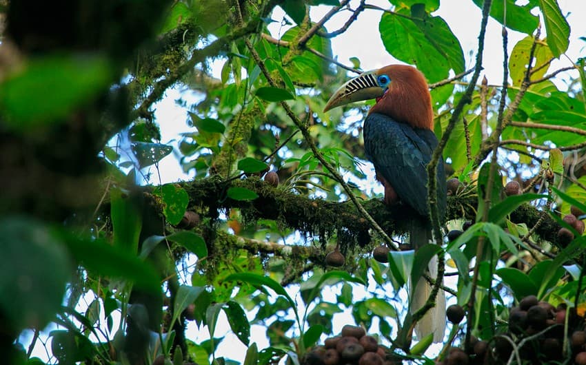 Several frugivores such as the Rufous-necked Hornbill largely depend on the figs for food.