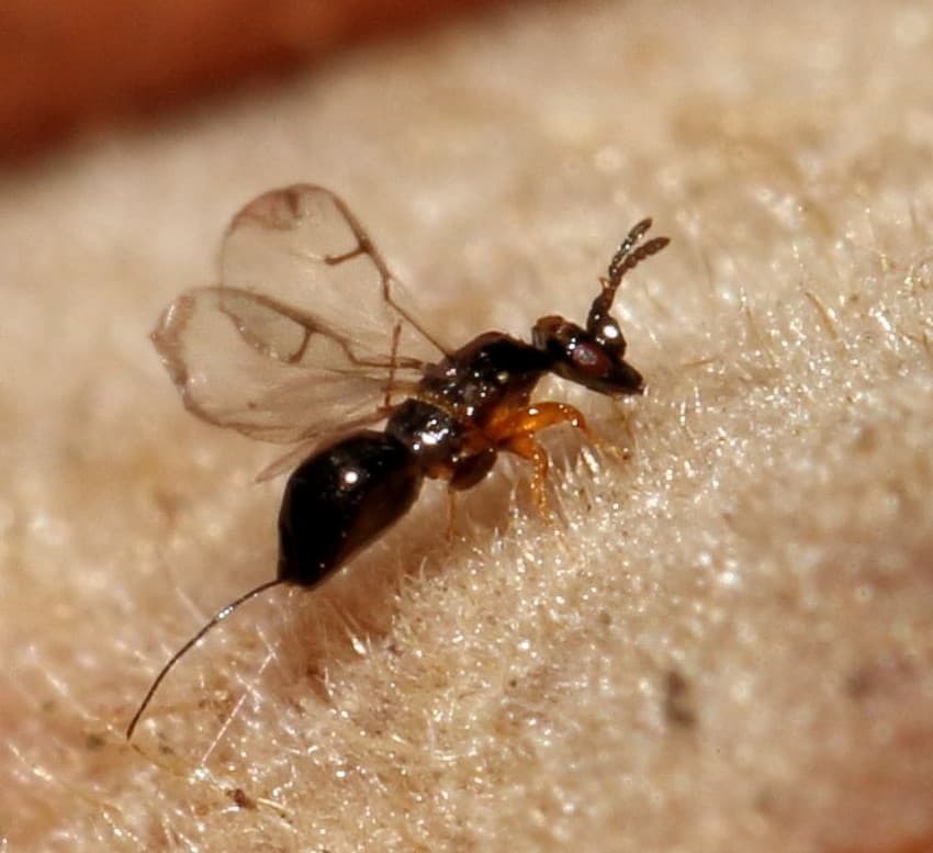 A female Agaonid wasp, recently emerged from the receptacle (fruiting body) of Ficus sycomorus tree.