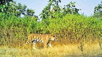 Maharashtra expands protected wildlife area beyond 10000 sq km