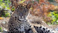 60% rise in leopard numbers in 4 years; Madhya Pradesh, Karnataka and Maharashtra top states