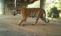 Animal crossings: the ecoducts helping wildlife navigate busy roads across the world